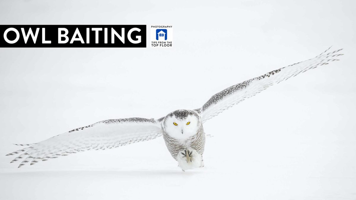 844 Owl Baiting