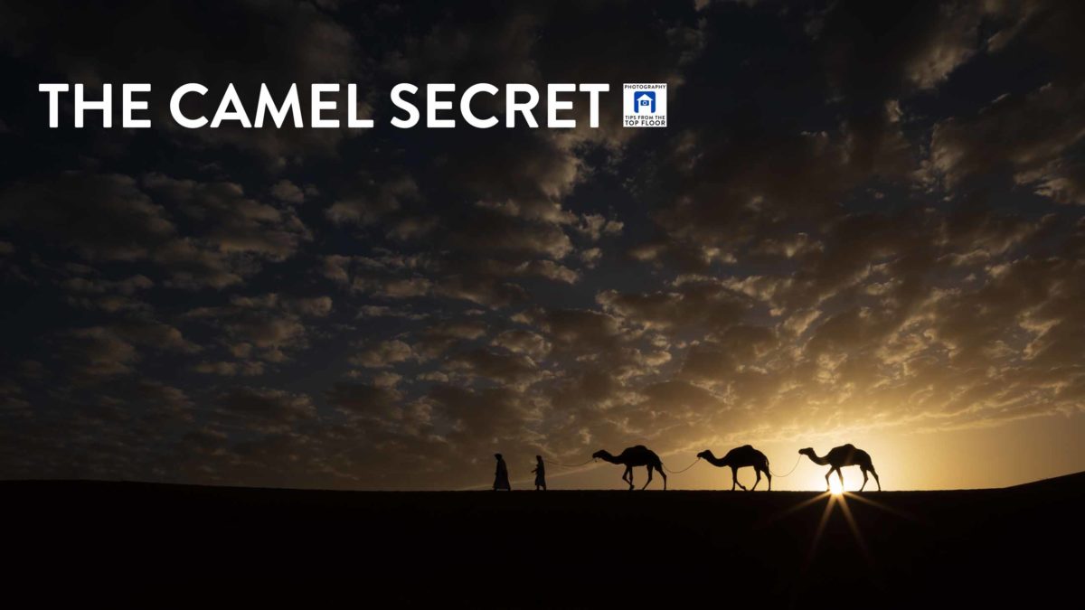846 The Camel Secret