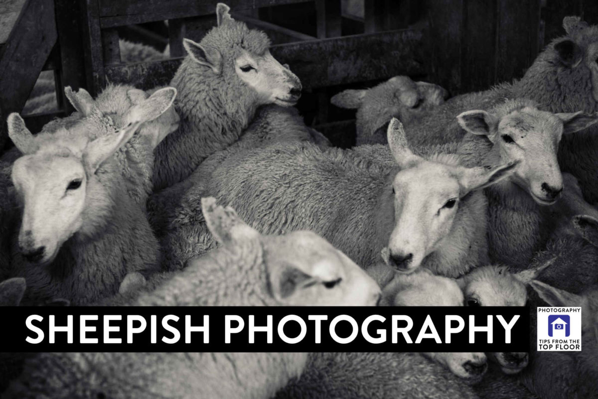 853 Sheepish Photography